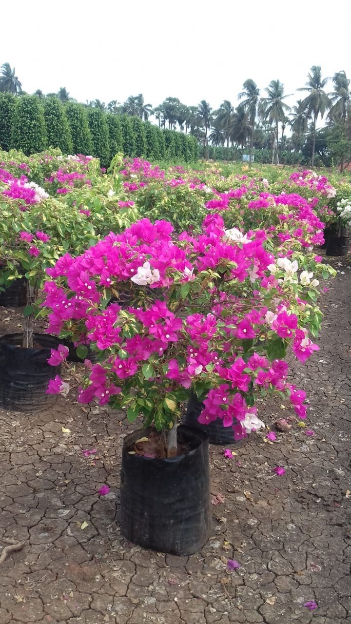 Bougainvillea topiyari